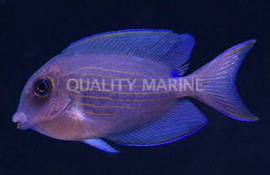 Orange Stripe Bristletooth Tang, Juvenile :: 31543