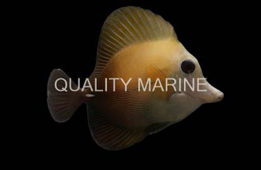 Scopas Tang