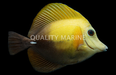 Scopas Tang