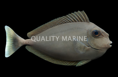 Spotted Unicorn Tang