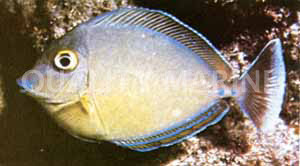 Bluespine Unicorn Tang, Juvenile