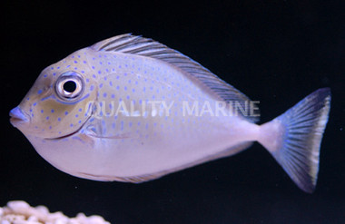 Vlamingii Naso Tang, Sub Adult