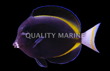 White Cheek Tang