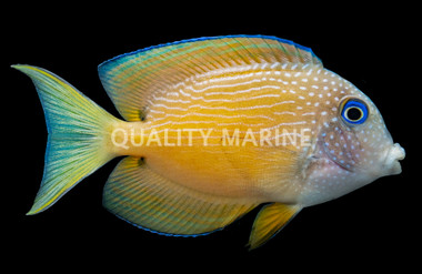 Two Spot Bristletooth Tang