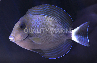 Ring Tail Tang
