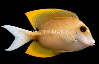 Tomini Bristletooth Tang