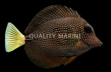 Gem Tang
