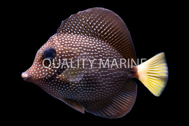Gem Tang
