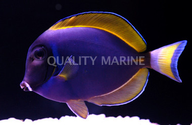 Powder Blue X White Cheek Tang, Hybrid :: 31577