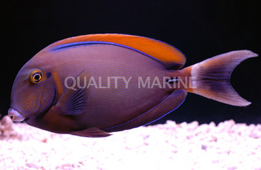 Black Spot Surgeonfish :: 31583