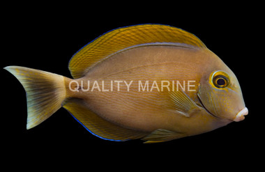 Black Spot Tang
