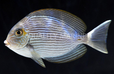 Elongate Tang
