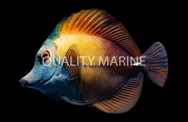 Blue Face Koi Tang :: 31615