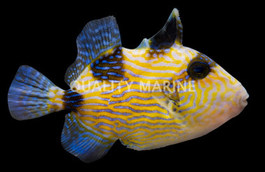 Blue Line Triggerfish