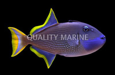 Blue Throat Triggerfish, Male