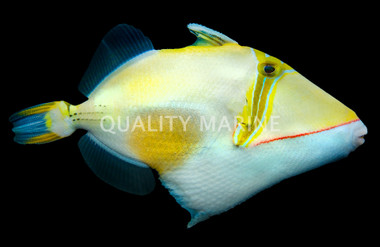 Bursa Triggerfish