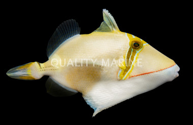 Bursa Triggerfish