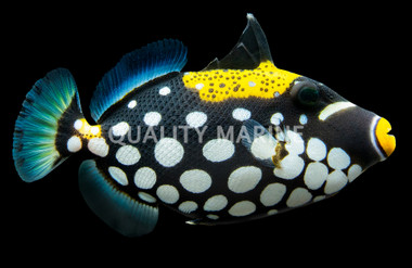 Clown Triggerfish