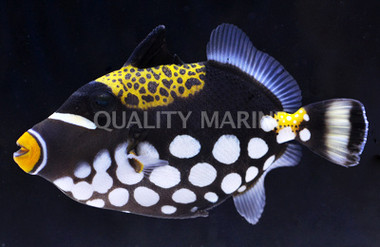 Clown Triggerfish