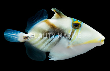 Humu Picasso Triggerfish