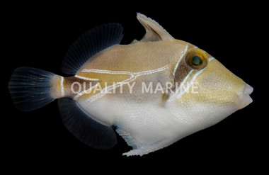 Humu RecTangle Triggerfish