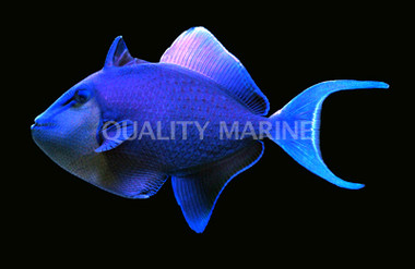 Red Toothed Triggerfish