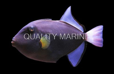 Pinktail Triggerfish