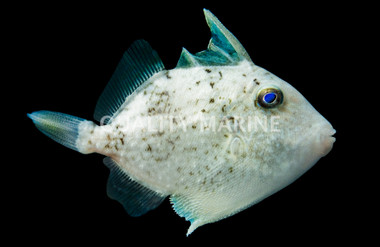 Rough Triggerfish