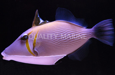 Boomerang Triggerfish