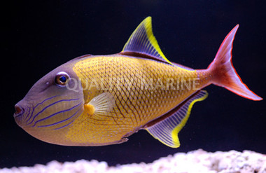 Crosshatch Triggerfish, Male