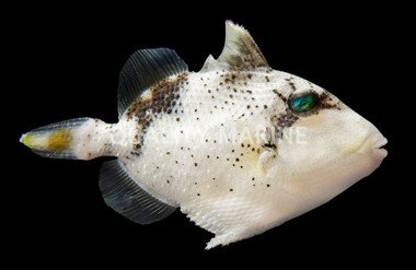 Yellow Margin Triggerfish