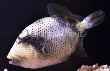 Yellow Margin Triggerfish