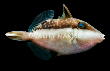 Halfmoon Triggerfish