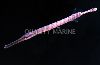 Chinese Trumpetfish