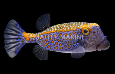 Spotted Boxfish, Male