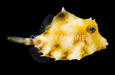 Humpback Turretfish