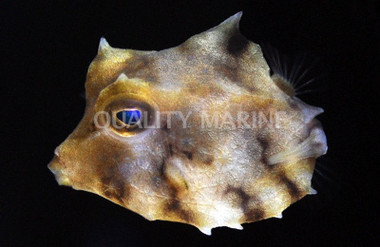 Humpback Turretfish