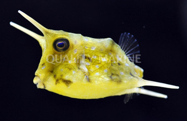 Longhorn Cowfish
