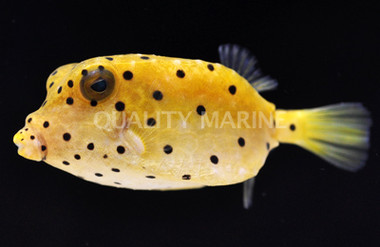 Yellow Boxfish