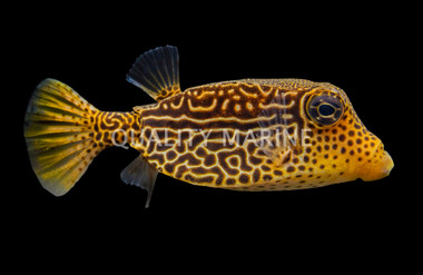Reticulate Boxfish