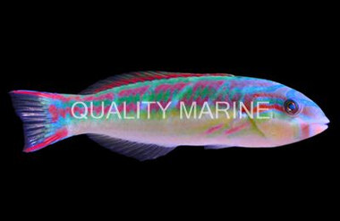 Fivestripe Wrasse