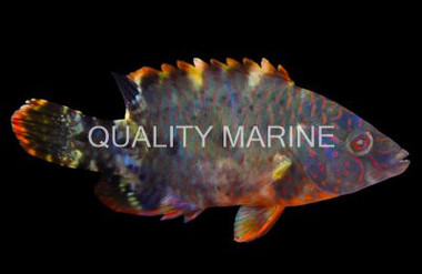 Tripletail Maori Wrasse