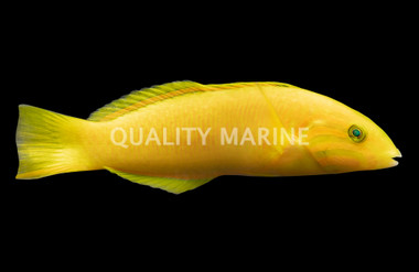 Banana Wrasse