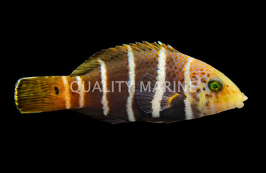 Barred Thicklip Wrasse