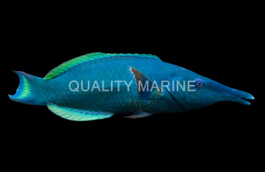 Bird Green Wrasse, Male :: 33508