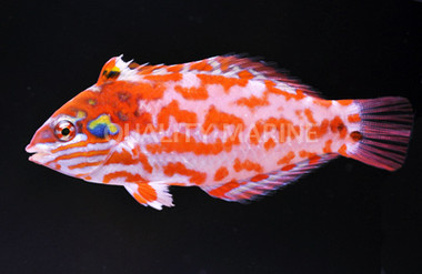 Choat's Leopard Wrasse