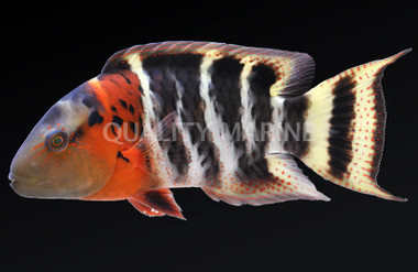 Red Breasted Maori Wrasse