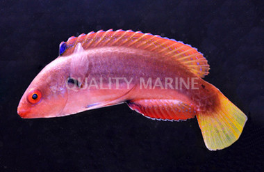 Fine Spotted Fairy Wrasse, Juvenile
