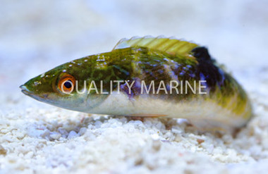 Sidespot Wrasse, Male