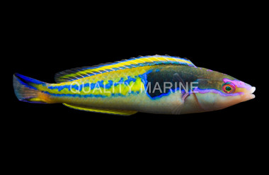 Decolores Wrasse, Male